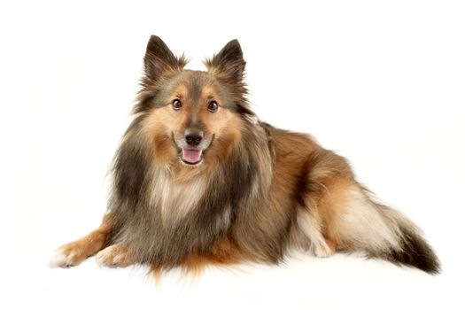Beautiful furry purebred Shetland Sheepdog or Sheltie smiling for the camera on a white background 