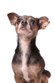 Cute little chihuahua dog with floppy ears paying attention   looking up on a white background