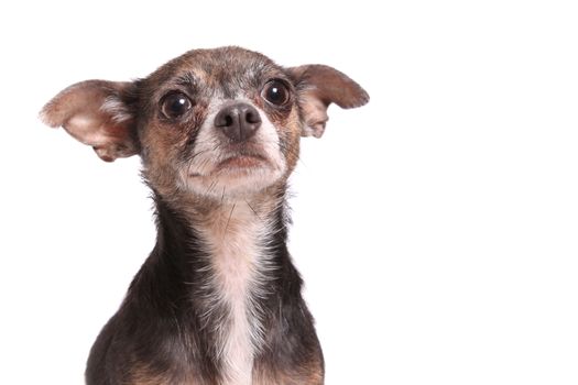 Cute little chihuahua dog with floppy ears paying attention   looking up on a white background