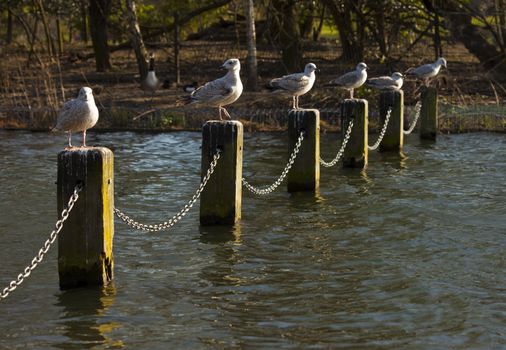 Guls sunbathing in the Serpentine in London's Hyde Park.