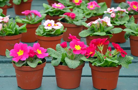 Brown pots of pink primroses in greenhouse