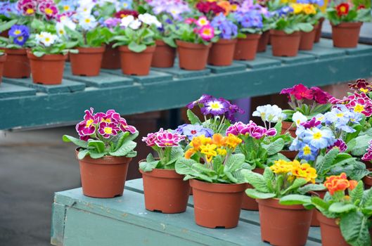 Pots of colorful winter pansies in garden nursery