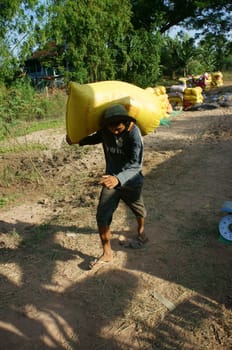 DONG THAP, VIET NAM- NOVEMBER 12: Paddy grain in rice sack &amp; arrange in pile,  porter carry rice sack in Dong Thap, VietNam, November 12, 2013