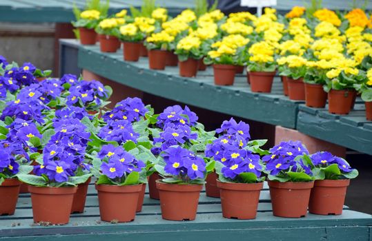 Colorful pots of winter primroses at garden nursery