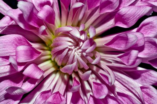 Beatiful purple Chrysanthemum on black background