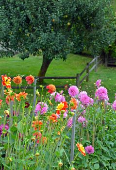 Colorful dahila garden with apple tree in background