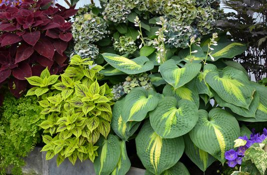 Lush tropical plants in conservatory