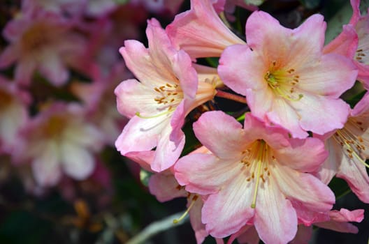 Beautiful pink rhododendron flowers blooming in spring