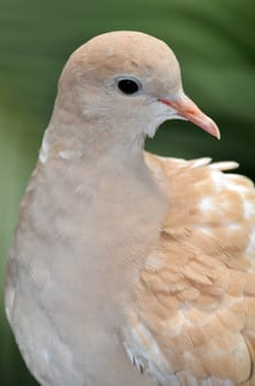 Pretty brown dove against green background