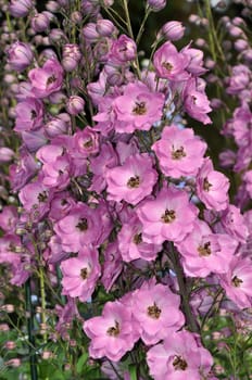 Beautiful pink delphinium flowers