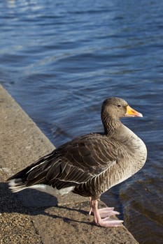 A duck sitting by the Serpentine in Hyde Park.