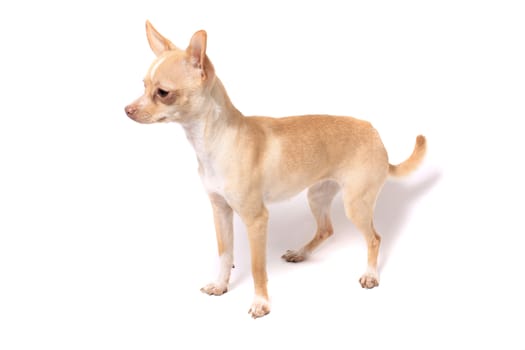 Cute little chihuahua dog portrait on a white background