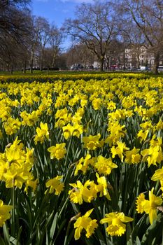 Springtime Daffodils in London's Hyde Park.