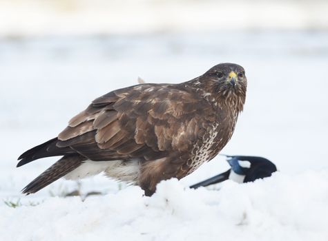 common buzzard sitting on the snow