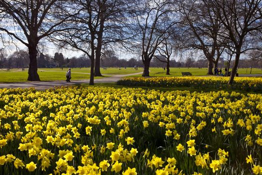 Beautiful Daffodils in London's Hyde Park.