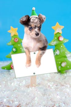 Cute little chihuahua dog wearing a santa hat hanging over a blank sign  board with christmas background