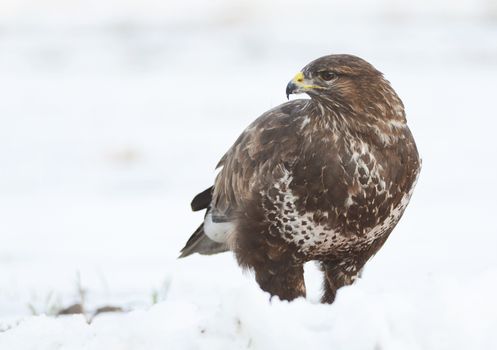 common buzzard sitting on the snow