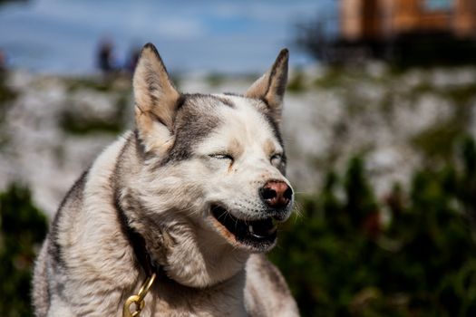 Smiling laughing dog in the mountains side