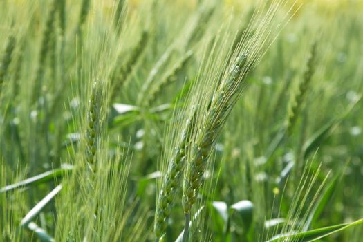 Green grain wheat growing in farm field