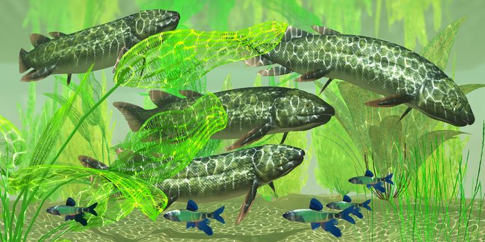 Dipterus is an extinct freshwater lungfish from the Devonian Period of Australia and Europe.