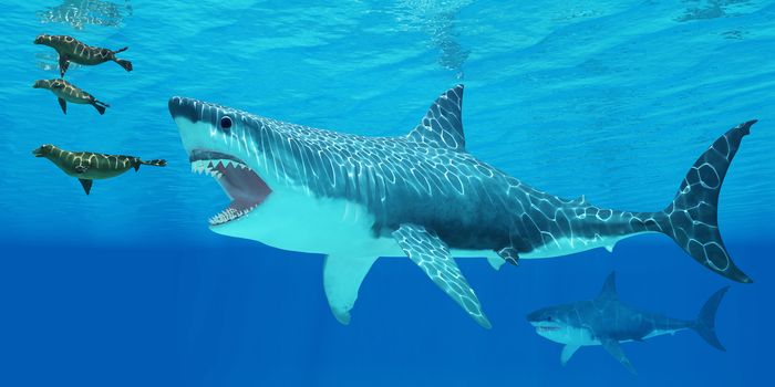 Seals race to get away from a giant Megalodon shark coming after them.