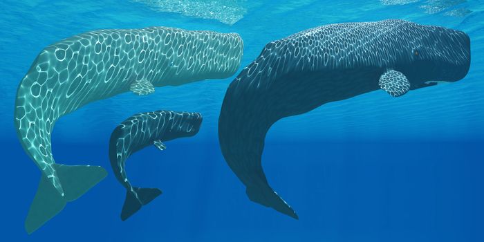 A mother Sperm whale with calf is visited by an interested male.