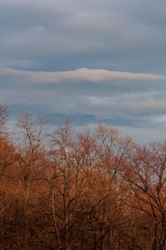 View of tree in the autumn season