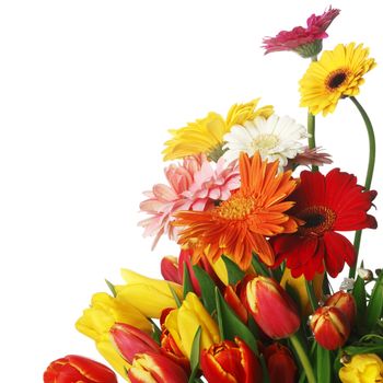 Spring flowers. Tulips and gerbera isolated on white