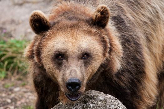 Big bear looking directly at the camera