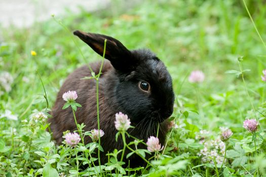 Little black rabbit hidden in the grass