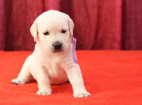 happy yellow labrador puppy laying on red background