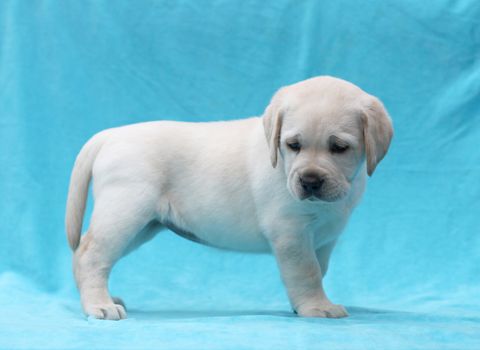 happy yellow labrador puppy sitting on blue background