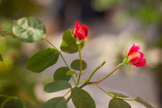 Close up of little red roses in the garden