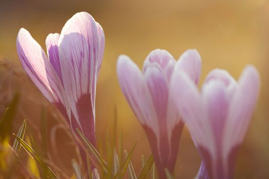 Violet crocuses in sunny backlight at sunset