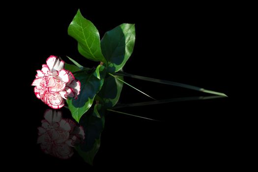 Pink and white carnation with reflection on black background