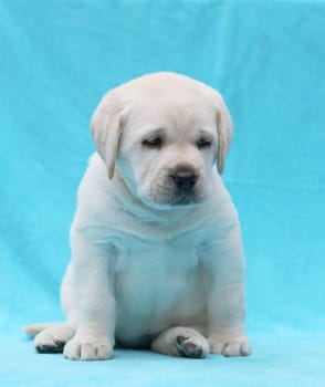 yellow labrador puppy laying on blue background