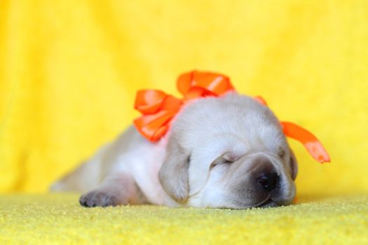 yellow labrador puppy sleeping on yellow background