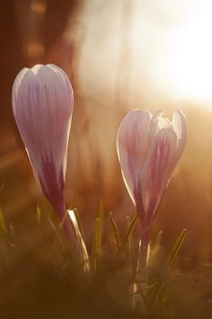 Violet crocuses in sunny backlight at sunset