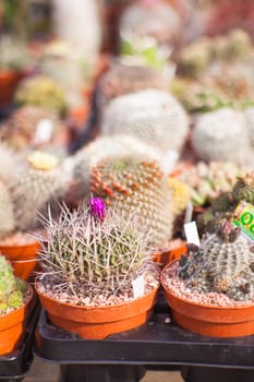 A lot of cactus plant in the pots