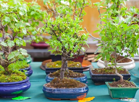 View of Bonsai trees in the street market