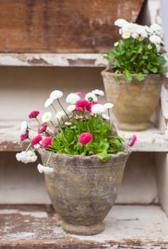 View of colorful flowers inside the post