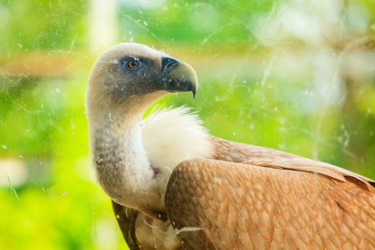 View of Griffon Vulture in the