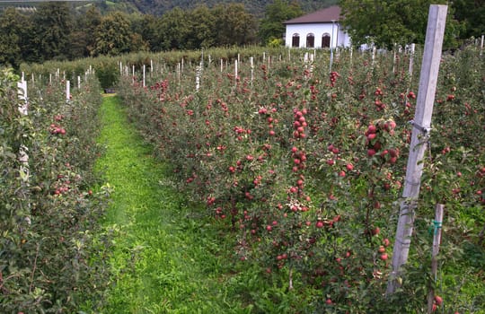View of Trentino red apples cultivation, Italy