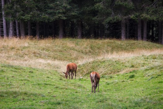 Deer pasturing in the Paneveggio park