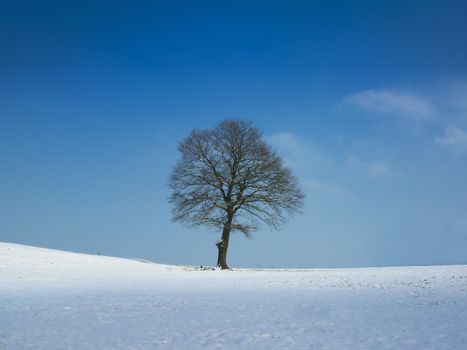 Tree on snow covered field on a sunny winter day. ultra large size {shot on PhaseOne P45}