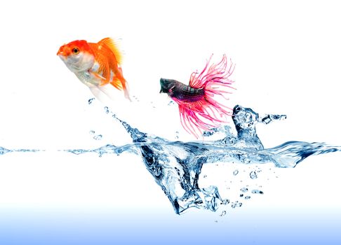 A  Siamese Fighting Fish  jumping chase a golden fish on white