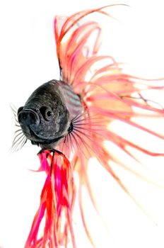 Close-up underwater view  Siamese Fighting Fish isolated on white  