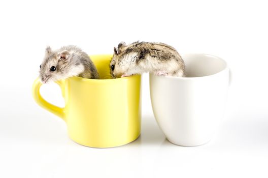 two Little hamsters  going out  a yellow cup and white cup