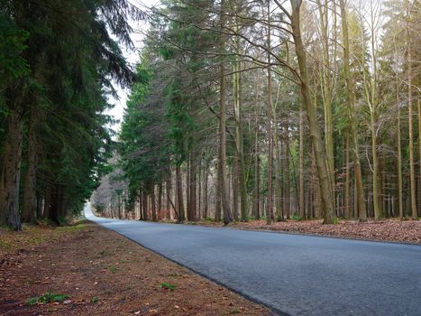 country road into a forrest at sunset, cloudy backlite shot. peferct for car copy space