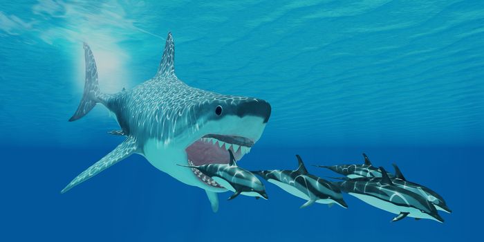 A huge Megalodon shark swims after a pod of Striped dolphins.